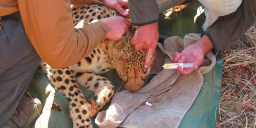 veterinary internships with Wildlife Research Africa